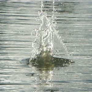 Meet your Posher, Casey